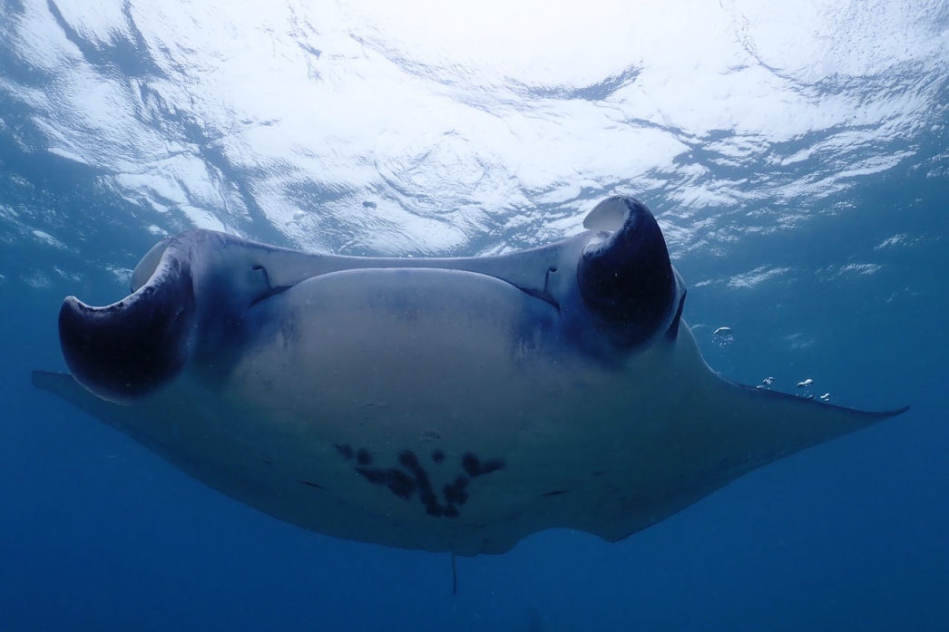 Scuba Awards 2020 - Gold Award - Meeru Island aux Maldives